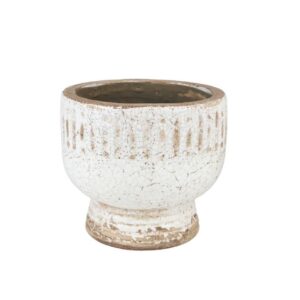 Delia Osłonka szeroka