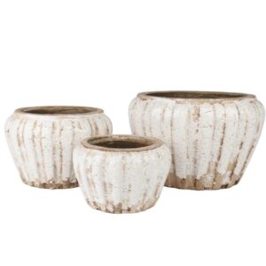 Delia Osłonka pękata A