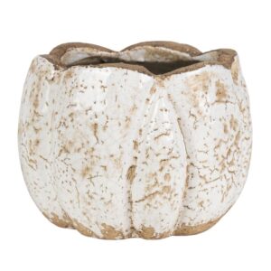 Roma Osłonka pękata 1