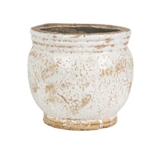 Roma Osłonka pękata 2